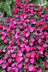 SunPatiens Compact Rose Glow New Guinea Impatiens (Impatiens 'SAKIMP061') at English Gardens
