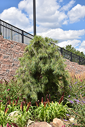Angel Falls Weeping White Pine (Pinus strobus 'Angel Falls') at English Gardens
