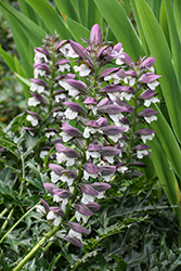 Bear's Breeches (Acanthus spinosus) at English Gardens