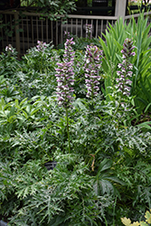 Bear's Breeches (Acanthus spinosus) at English Gardens