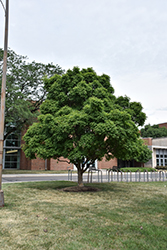 Three Flowered Maple (Acer triflorum) at English Gardens