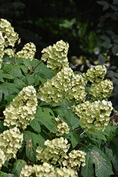 Snow Queen Hydrangea (Hydrangea quercifolia 'Snow Queen') at English Gardens
