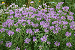 Wild Beebalm (Monarda fistulosa) at English Gardens