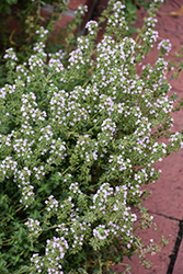 Common Thyme (Thymus vulgaris) at English Gardens