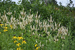 Culver's Root (Veronicastrum virginicum) at English Gardens