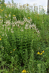 Culver's Root (Veronicastrum virginicum) at English Gardens