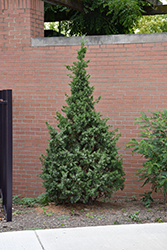 Hetz Columnar Juniper (Juniperus chinensis 'Hetz Columnar') at English Gardens