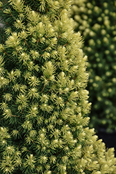 Rainbow's End Spruce (Picea glauca 'Rainbow's End') at English Gardens