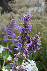Blue Boa Hyssop (Agastache 'Blue Boa') at English Gardens