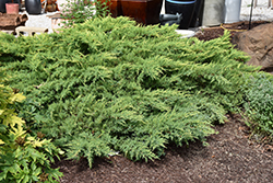Daub's Frosted Juniper (Juniperus x media 'Daub's Frosted') at English Gardens