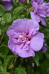 Lavender Chiffon Rose Of Sharon (Hibiscus syriacus 'Notwoodone') at English Gardens