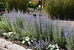 Denim 'n Lace Russian Sage (Perovskia atriplicifolia 'Denim 'n Lace') at English Gardens