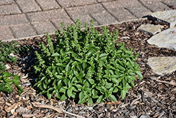 Greek Oregano (Origanum vulgare ssp. hirtum) at English Gardens