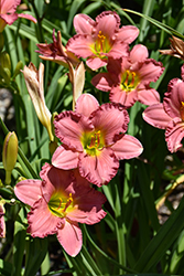 Passionate Returns Daylily (Hemerocallis 'Passionate Returns') at English Gardens