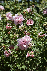 Sugar Tip Rose of Sharon (Hibiscus syriacus 'America Irene Scott') at English Gardens