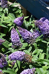 Pugster Amethyst Butterfly Bush (Buddleia 'SMNBDL') at English Gardens