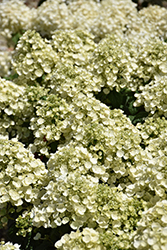 Tiny Quick Fire Hydrangea (Hydrangea paniculata 'SMNHPSB') at English Gardens