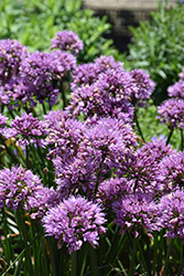 Windy City Ornamental Onion (Allium 'Windy City') at English Gardens