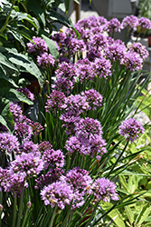 Windy City Ornamental Onion (Allium 'Windy City') at English Gardens