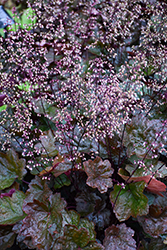 Carnival Black Olive Coral Bells (Heuchera 'Black Olive') at English Gardens