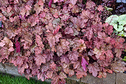 Carnival Watermelon Coral Bells (Heuchera 'Watermelon') at English Gardens