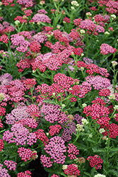 New Vintage Red Yarrow (Achillea millefolium 'Balvinred') at English Gardens