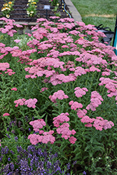 New Vintage Rose Yarrow (Achillea millefolium 'Balvinrose') at English Gardens