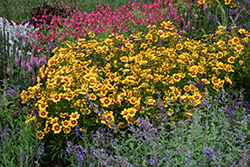 UpTick Gold and Bronze Tickseed (Coreopsis 'Baluptgonz') at English Gardens