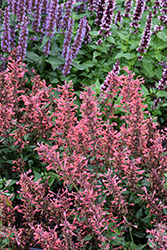 Kudos Coral Hyssop (Agastache 'Kudos Coral') at English Gardens