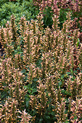 Kudos Gold Hyssop (Agastache 'Kudos Gold') at English Gardens