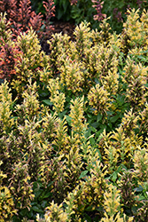 Poquito Butter Yellow Hyssop (Agastache 'TNGAPBY') at English Gardens