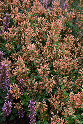 Poquito Orange Hyssop (Agastache 'TNAGAPO') at English Gardens