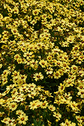 UpTick Yellow and Red Tickseed (Coreopsis 'Baluptowed') at English Gardens