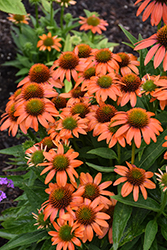 Artisan Soft Orange Coneflower (Echinacea 'PA1308374') at English Gardens