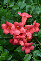 Summer Jazz Fire Trumpetvine (Campsis radicans 'Takarazuka Fresa') at English Gardens