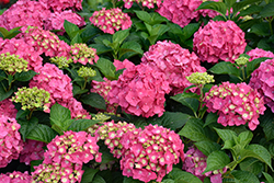 Summer Crush Hydrangea (Hydrangea macrophylla 'Bailmacfive') at English Gardens