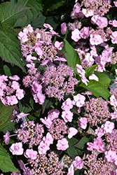 Tiny Tuff Stuff Hydrangea (Hydrangea serrata 'MAKD') at English Gardens