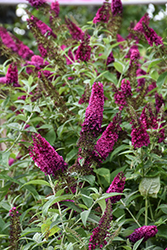 Miss Molly Butterfly Bush (Buddleia 'Miss Molly') at English Gardens