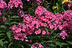 Coral Creme Drop Garden Phlox (Phlox paniculata 'Ditomdre') at English Gardens