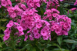 Bubble Gum Pink Garden Phlox (Phlox paniculata 'Ditomfra') at English Gardens