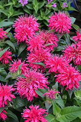 Balmy Rose Beebalm (Monarda didyma 'Balbalmose') at English Gardens