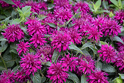 Balmy Purple Beebalm (Monarda didyma 'Balbalmurp') at English Gardens