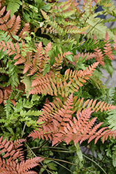 Brilliance Autumn Fern (Dryopteris erythrosora 'Brilliance') at English Gardens