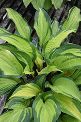 Island Breeze Hosta (Hosta 'Island Breeze') at English Gardens