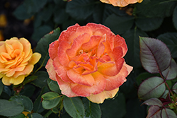 Vavoom Rose (Rosa 'Vavoom') at English Gardens