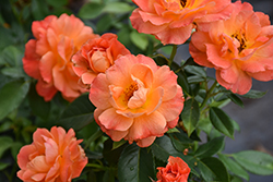 Livin' Easy Rose (Rosa 'HARwelcome') at English Gardens