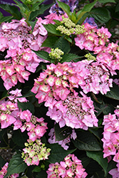 Let's Dance Can Do! Hydrangea (Hydrangea 'SMNHSI') at English Gardens