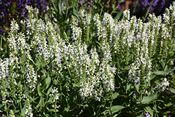 Lyrical White Meadow Sage (Salvia nemorosa 'Florsalwhite') at English Gardens