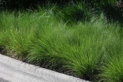 Tara Dropseed (Sporobolus heterolepis 'Tara') at English Gardens