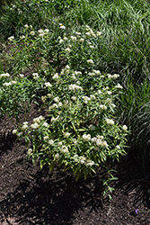 Ice Ballet Milkweed (Asclepias incarnata 'Ice Ballet') at English Gardens